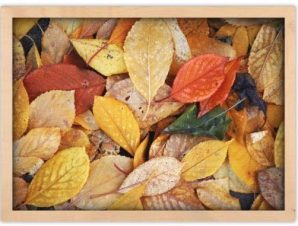 Φύλλα του φθινοπώρου, Φύση, Πίνακες σε καμβά, 20 x 15 εκ.