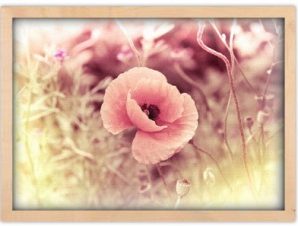 Ροζ παπαρούνες, Φύση, Πίνακες σε καμβά, 20 x 15 εκ.
