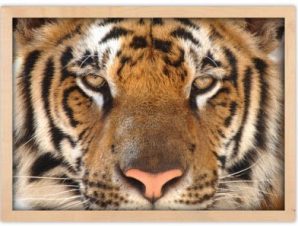 Τα μάτια της τίγρης, Ζώα, Πίνακες σε καμβά, 20 x 15 εκ.